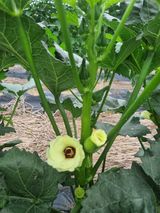 팜모닝 고추·품종•종자 게시글 이미지