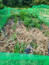 팜모닝 고구마·자유게시판 게시글 이미지