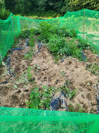 유경임님의 고구마 · 자유게시판 작성글 사진