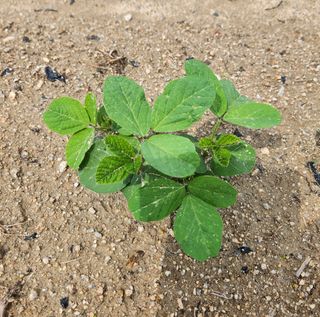 황소4님의 콩 · 자유게시판 작성글 사진