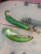 팜모닝 고추·병해충상담 게시글 이미지