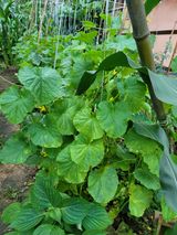 팜모닝 기타작물·자유게시판 게시글 이미지