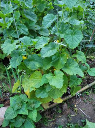 고재근님의 기타작물 · 자유게시판 작성글 사진