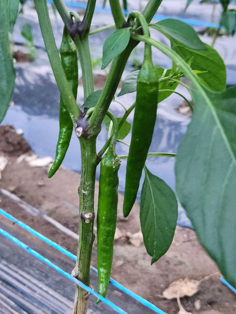 장터 상품 [야채. 상추 ㆍ풋고추. 청량고추ㆍ옥수수. 작년 들깨.  참깨도 있어요 ] 썸네일