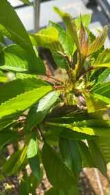 팜모닝 기타작물·병해충상담 게시글 이미지