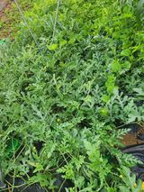 팜모닝 장마 대비 어떻게 하셨나요?·참여 게시글 이미지