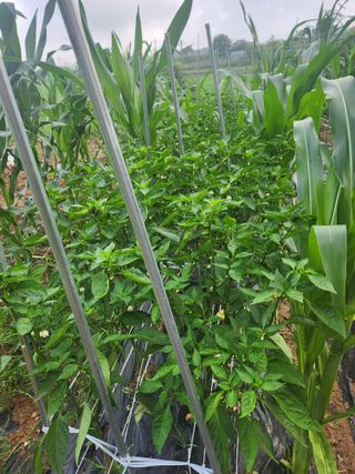 친절한금자씨님의 장마 대비 어떻게 하셨나요? · 참여 작성글 사진