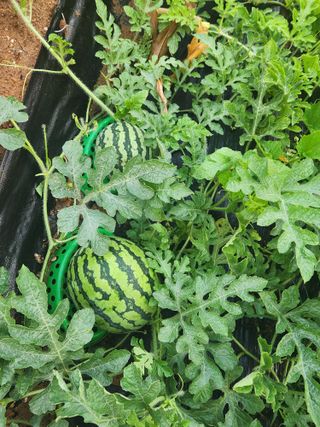 친절한금자씨님의 장마 대비 어떻게 하셨나요? · 참여 작성글 사진