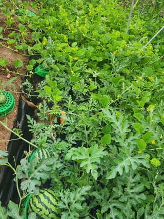 친절한금자씨님의 장마 대비 어떻게 하셨나요? · 참여 작성글 사진