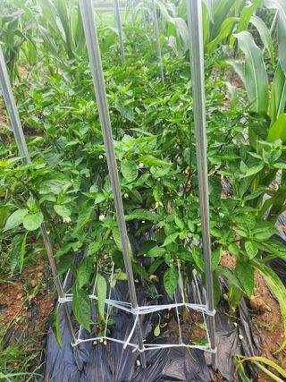 친절한금자씨님의 장마 대비 어떻게 하셨나요? · 참여 작성글 사진