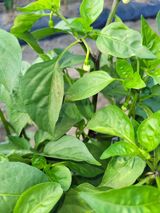 팜모닝 고추·병해충상담 게시글 이미지