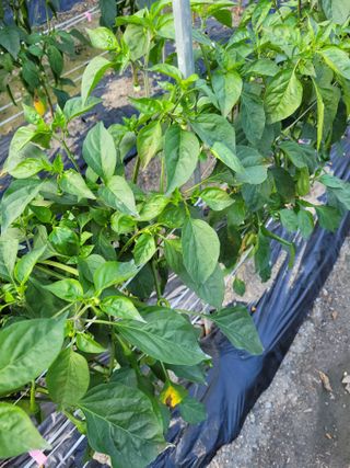 복덩님의 고추 · 병해충상담 작성글 사진