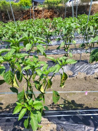 복덩님의 고추 · 병해충상담 작성글 사진