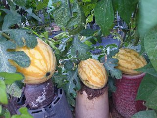 임병국(남리ㅡ림)님의 자유주제 · 자유게시판 작성글 사진