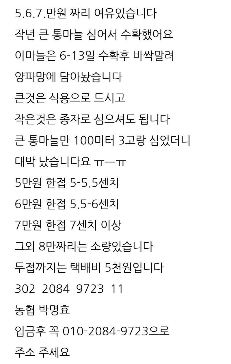 장터 상품 [통마늘로 심은 홍산마늘 종자.식용판매] 썸네일