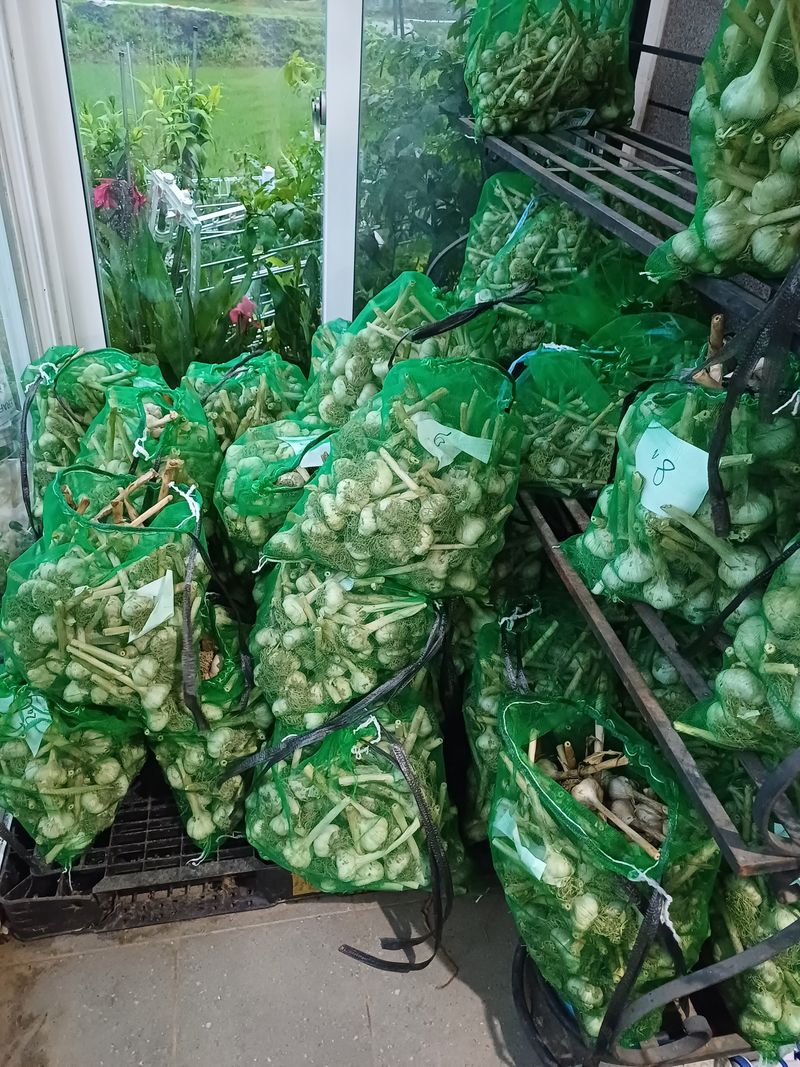 삼성농산님의 장터 판매 상품 [통마늘로 심은 홍산마늘 종자.식용판매] 첨부 사진