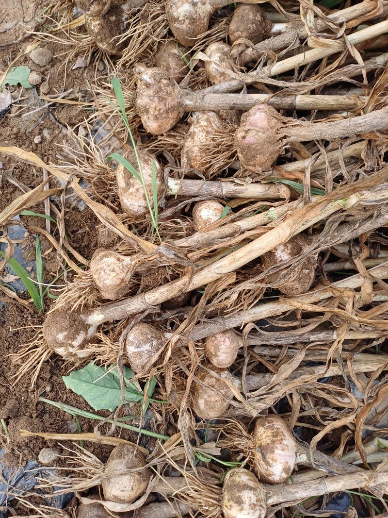 삼성농산님의 장터 판매 상품 [통마늘로 심은 홍산마늘 종자.식용판매] 첨부 사진