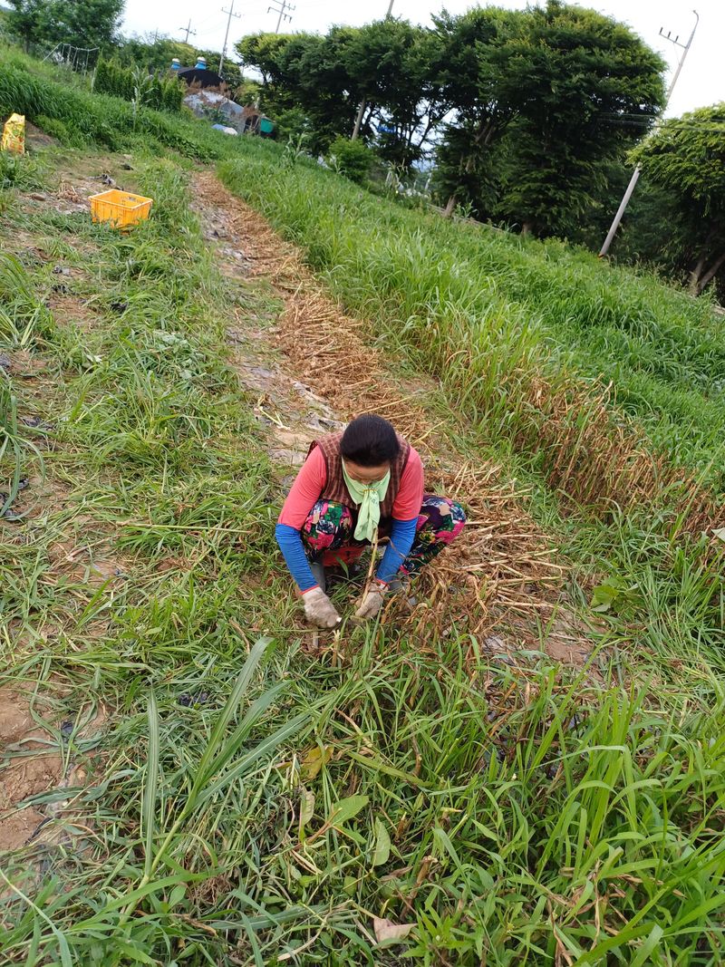 삼성농산님의 장터 판매 상품 [통마늘로 심은 홍산마늘 종자.식용판매] 첨부 사진