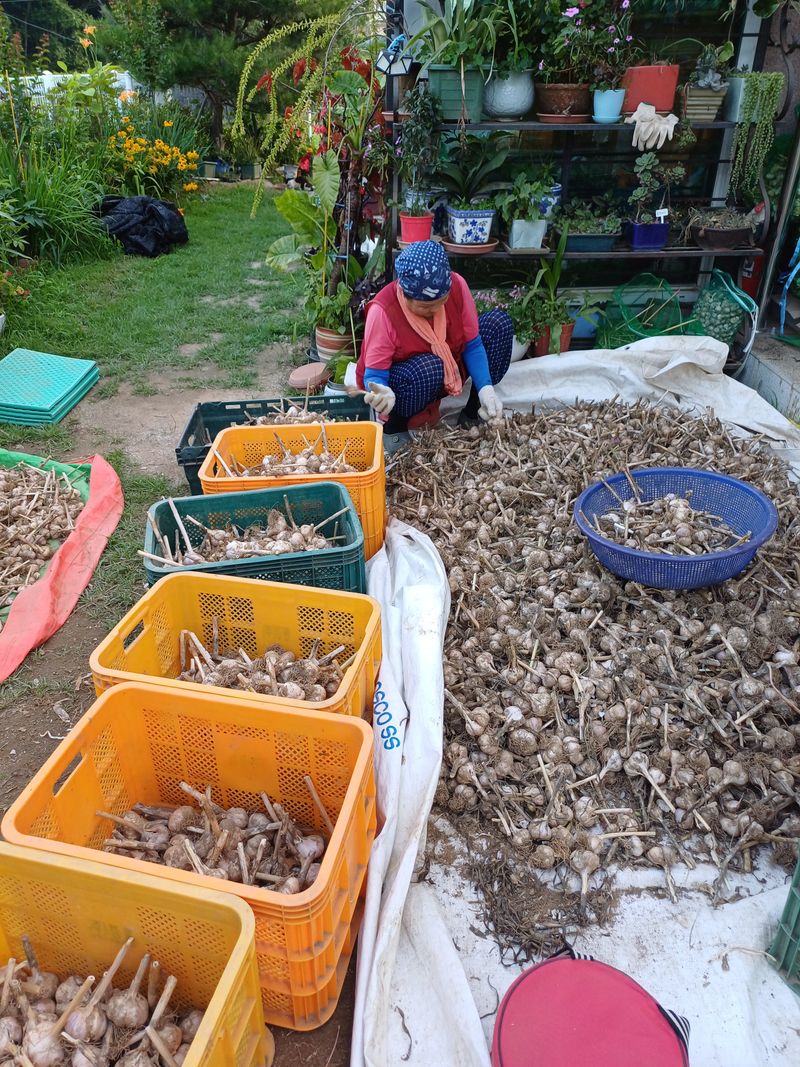 삼성농산님의 장터 판매 상품 [통마늘로 심은 홍산마늘 종자.식용판매] 첨부 사진