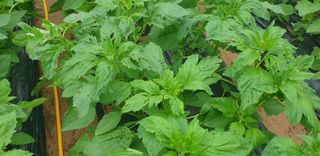 골든벨님의 참깨 · 병해충상담 작성글 사진