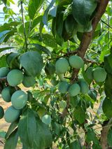 팜모닝 장마 대비 어떻게 하셨나요?·참여 게시글 이미지