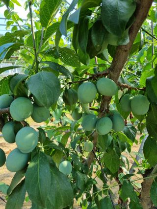 팜모닝회원,이중희 님의 장마 대비 어떻게 하셨나요? · 참여 작성글 사진