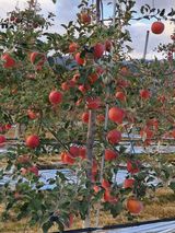 팜모닝 · 게시글 이미지