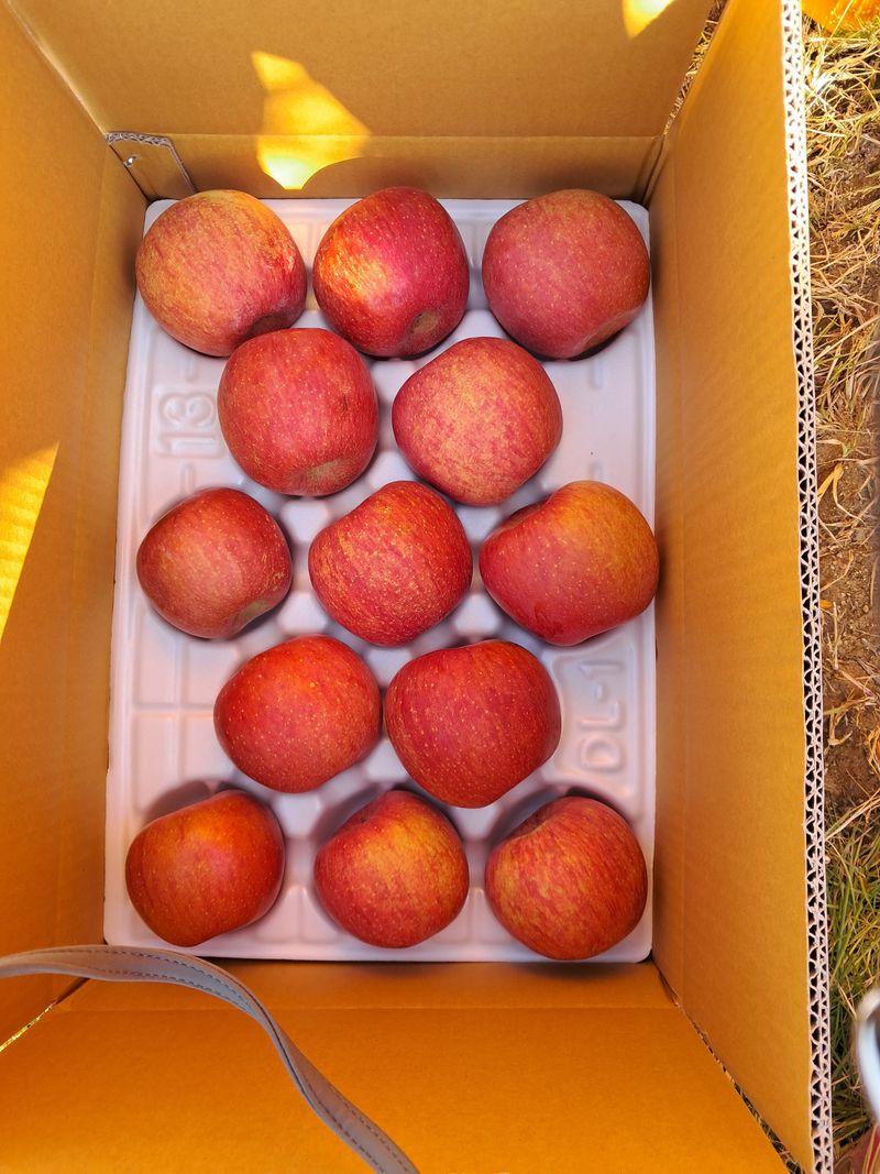 아침엔사과농원님의 장터 판매 상품 [부사 사과즙120m50포 1박스] 첨부 사진