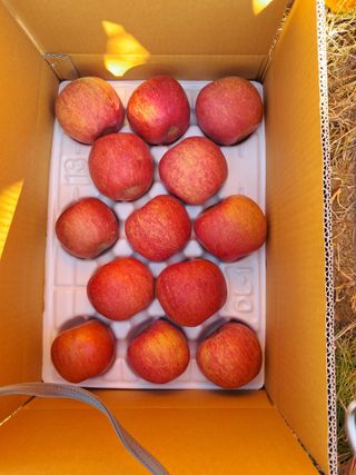 아침엔사과농원님의 작성글 사진