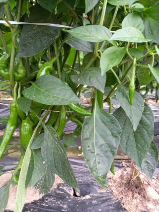 이영수님의 고추 · 지주설치•유인•성장 작성글 사진