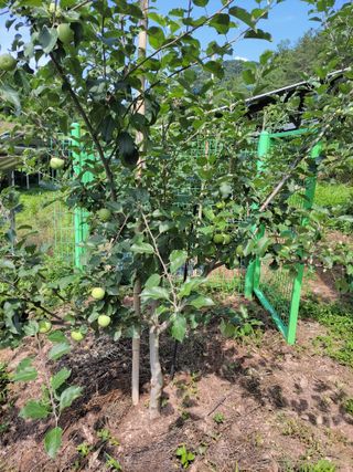 정자형님의 사과 · 비료•농약 작성글 사진