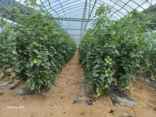 알 수 없음님의 토마토 · 생장기 농작업 작성글 사진