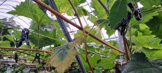 김영수님의 포도 · 병해충상담 작성글 사진