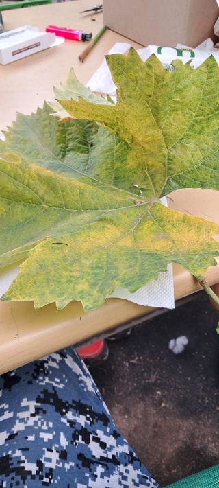 김영수님의 포도 · 병해충상담 작성글 사진