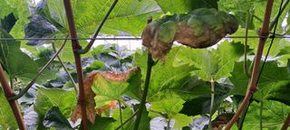 김영수님의 포도 · 병해충상담 작성글 사진