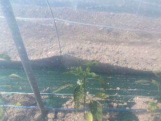 설이하랑이님의 고추 · 병해충상담 작성글 사진