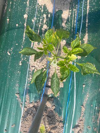 설이하랑이님의 고추 · 병해충상담 작성글 사진