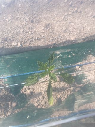 설이하랑이님의 고추 · 병해충상담 작성글 사진