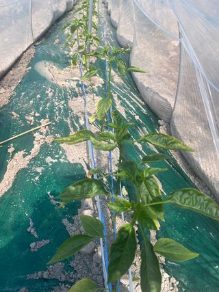 설이하랑이님의 고추 · 병해충상담 작성글 사진