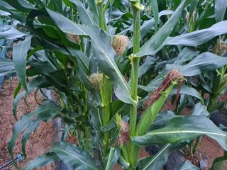 무지개블루베리농장 님의 옥수수 · 자유게시판 작성글 사진