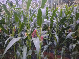 무지개블루베리농장 님의 옥수수 · 자유게시판 작성글 사진