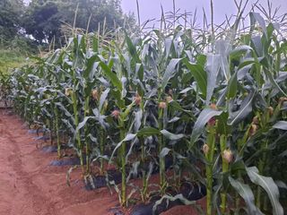 무지개블루베리농장 님의 옥수수 · 자유게시판 작성글 사진