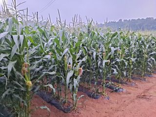 무지개블루베리농장 님의 옥수수 · 자유게시판 작성글 사진