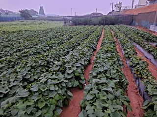 무지개블루베리농장 님의 옥수수 · 자유게시판 작성글 사진