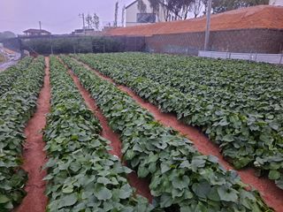 무지개블루베리농장 님의 옥수수 · 자유게시판 작성글 사진