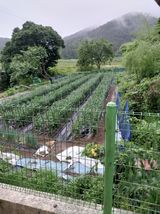 팜모닝 장마 대비 어떻게 하셨나요?·참여 게시글 이미지