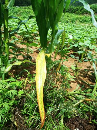 이재훈님의 옥수수 · 병해충상담 작성글 사진