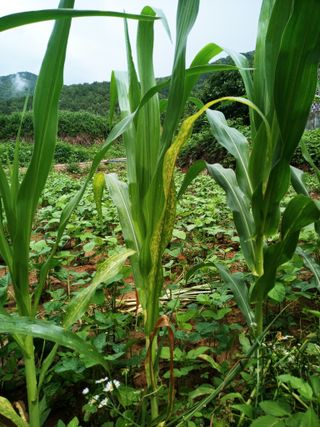 이재훈님의 옥수수 · 병해충상담 작성글 사진