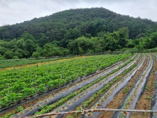 참깨6253님의 참깨 · 영농일지 작성글 사진