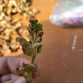 김혜정 님의 포도 · 병해충상담 작성글 사진